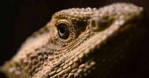 Dramatic Bearded Dragon eye Stock Footage 68539620