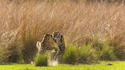 Dramatic Bengal Tiger Duel in Shallow Water Foto stock