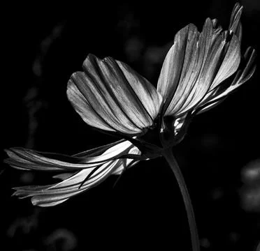 Dramatic black and white close-up of a delicate flower with backlit petals 写真素材