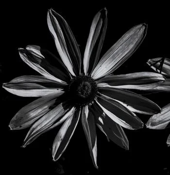 Dramatic black and white close-up of a daisy-like flower against a dark bac.. 写真素材