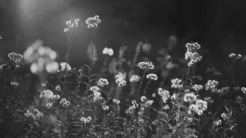 Dramatic black and white landscape of wild meadow flowers. Moody monochrome 스톡 동영상 331959230