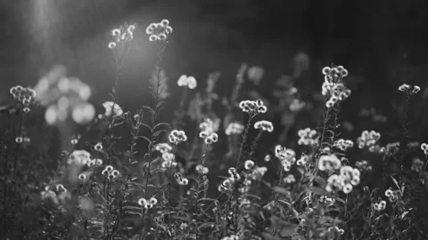 Dramatic black and white landscape of wild meadow flowers. Moody monochrome Video stock 332948168