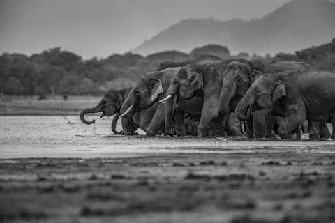 Dramatic Black and White Portrait of an Asian Elephant Herd at a Waterhole Stock Photos