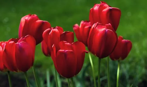 Dramatic blood-coloured dark red tulips on green springtime grass background. Stock Photos