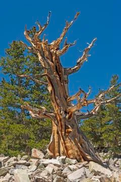 Dramatic Bristlecone Pine Tree Trunk in the Mountains Stockfoto's