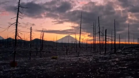 Dramatic Burnt Landscape at Sunset with Silhouetted Trees in 4K Stock Footage 323836783