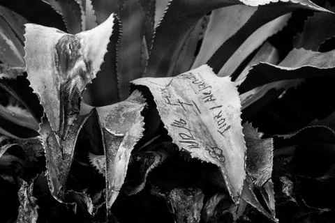 Dramatic BW closeup of old century plant scarred by graffiti vandalism Stock Photos