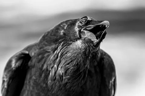 Dramatic B&amp;W image of Crow with mouth agape Stock Photos