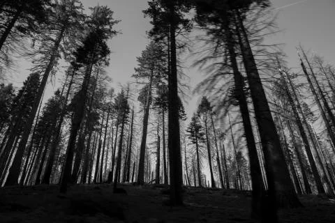 Dramatic b&amp;w image of trees in silhouette Stock Photos