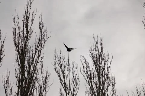 Dramatic capture of black crow flying above tree branch on grey sky background Stock Photos