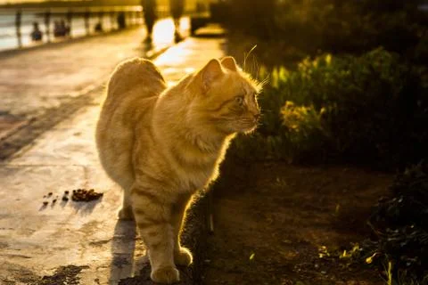 Dramatic cat during sunset on beach promenade Stock Photos