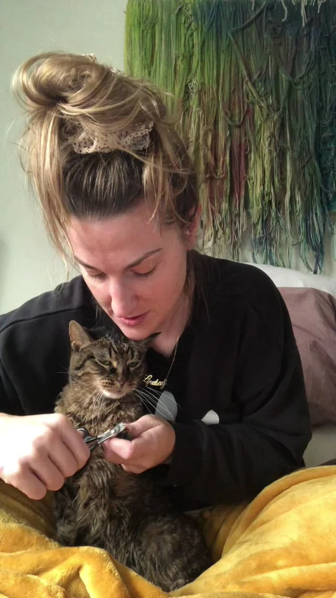 Dramatic Cat Protests Nail Clipping, Los Angeles, California, USA Stock Footage 205421882