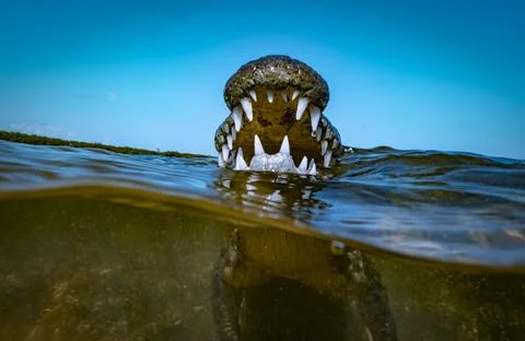 Dramatic Chinchorro Crocodile Full Jaws Open Emerging from Water Blue Sky 库存照片