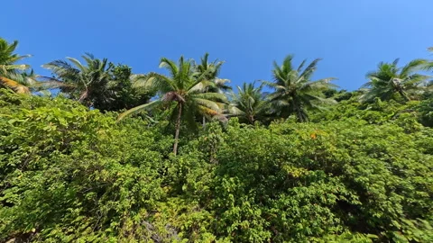 Dramatic cliff side view with lush green trees Stock Footage 339375698