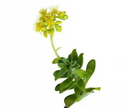 Dramatic Close-Up of Bright Yellow Star Flowers of Aeonium arboreum Inflore.. Foto stock