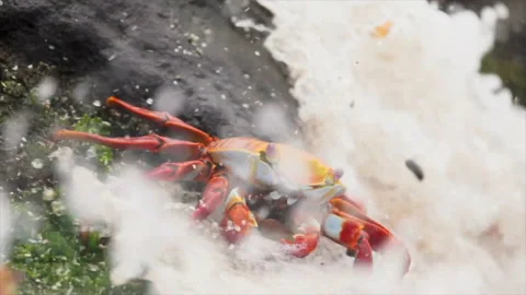 Dramatic close up of brillant red brab eating and a wave comes in and displace Stock Footage 172948552