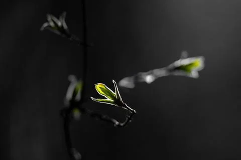 Dramatic Close-Up of a Bud Emerging from Shadow Stock Photos
