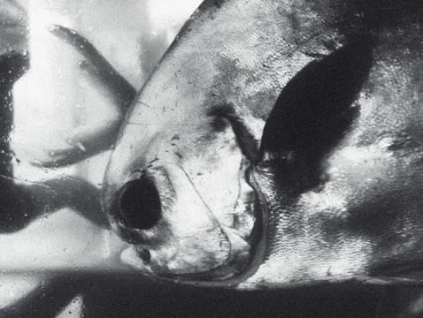 Dramatic Close-Up of Fish Eye in Black and White Macro Foto stock