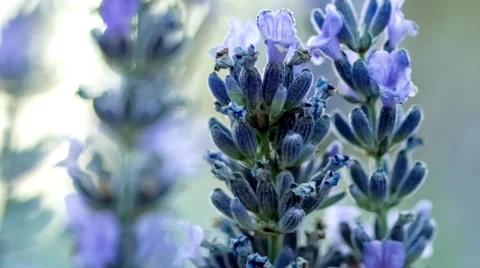 Dramatic close up of lilac and intense purple colored lavendar flower buds sh Video stock 62716780