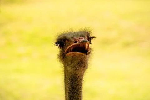 Dramatic close-up of an ostrich face with open beak against a golden-yellow.. Stock Photos