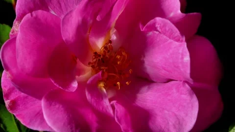Dramatic Close-Up of Pink Rose Revealed by Light Stock Footage 341703086