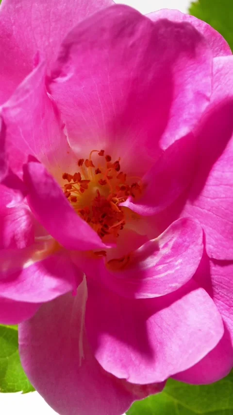 Dramatic Close-Up of Pink Rose Revealed by Light 库存影片 341703096