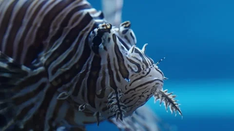 Dramatic close-up of a striped lionfish gliding underwater, showcasing its Video stock 327326785