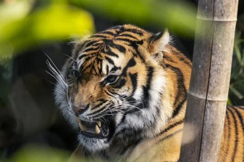 Dramatic close-up of a Sumatran tiger baring its teeth Stock Photos