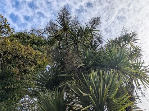 Dramatic close view of spiked foliage stretching upward Stock Photos
