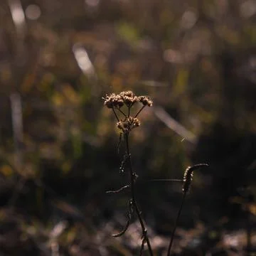 Dramatic Closeup of Dried Weed in Field Stock Photos