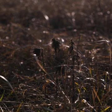 Dramatic Closeup of Dried Weed in Field Stock Photos