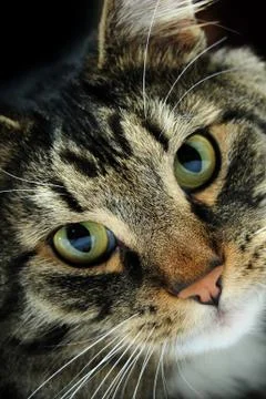 Dramatic closeup portrait of a cat facing the camera Stock Photos
