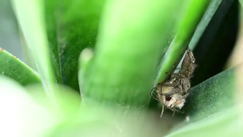 Dramatic closeup showing spider seizing moth in hunting moment 스톡 동영상 334584604