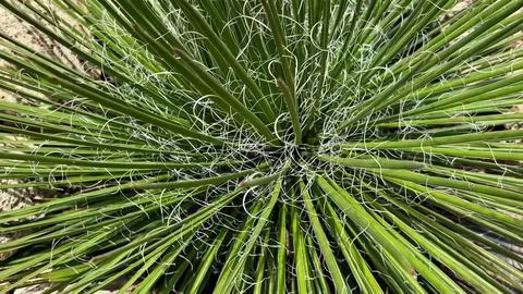 Dramatic CloseUp View of a Green Plant Displaying Curly, HairLike Fibers in.. Stock Photos