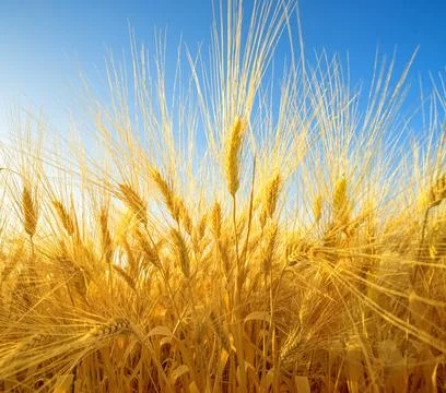 Dramatic closeup on wheat field with ripe golden spikes, wide angle perspecti Stock Photos