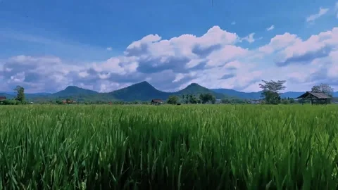 Dramatic Cloud Time Lapse Above Vibrant Rice Paddy and Mountain Horizon Stock Footage 329400935