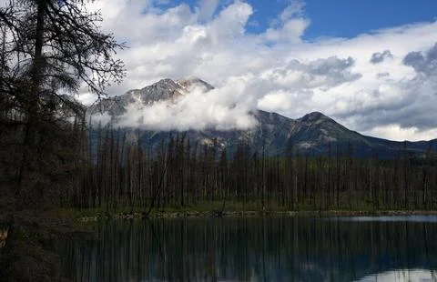 Dramatic cloud-wrapped mountain peaks rising behind a burnt pine forest Stock Photos