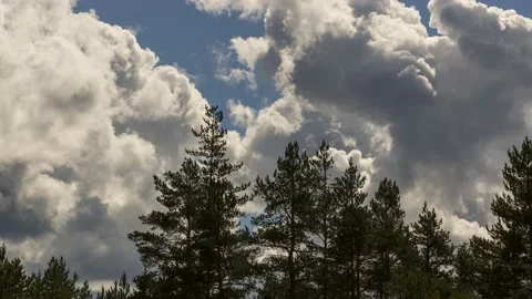 Dramatic clouds behind the silhlouettes of pine trees,4k,timelapse 動画素材 230229382