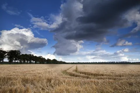 Dramatic clouds on blue sky over wheat field Stock Photos
