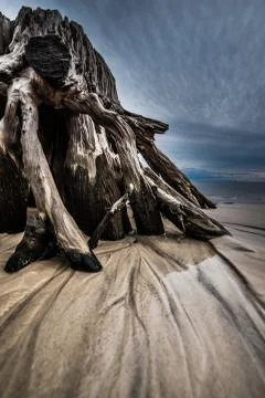 Dramatic Clouds Cypress Tree roots Carabelle Beach Florida Stock Photos