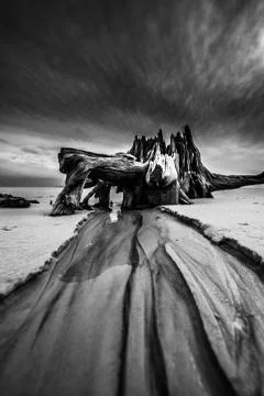 Dramatic Clouds Cypress Tree roots Carabelle Beach Florida Black and White Stock Photos