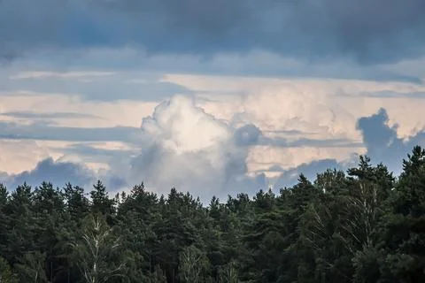 Dramatic clouds gather over a dense evergreen forest canopy Foto stock