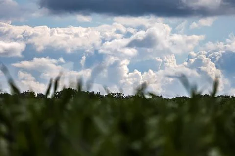 Dramatic clouds gather over a distant treeline with foreground foliage blurre 写真素材