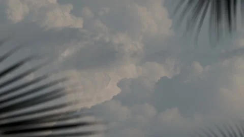 Dramatic clouds moving across a grey sky with palm leaves Stock-Footage 340643149