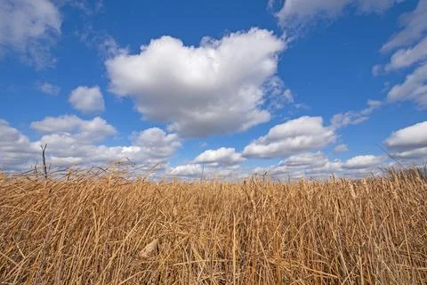 Dramatic Clouds Moving Over a Grassy Marshland Stockfoto's