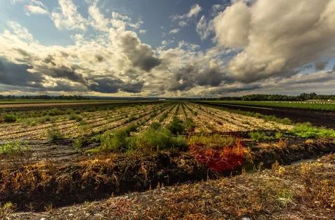Dramatic clouds over fertile black dirt fields in Pine Island Stock Photos