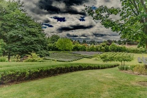 Dramatic Clouds Over Green Lavender Farm Landscape Stock-Fotos