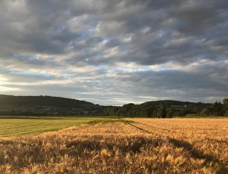 Dramatic clouds over an wheat field during sunset in Switzerland Stock Photos