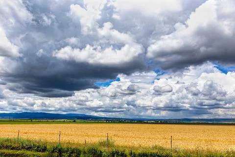 Dramatic clouds over wheat fields Stock Photos