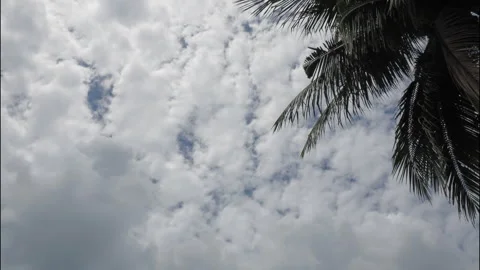 Dramatic clouds with palm tree, time lapse. Stock Footage 331428022